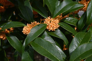  Portakal kokulu zeytin (Osmanthus kokuları) çiçekleri. Oleaceae Dioecious her zaman yeşil ağaç. Japonya 'daki üç büyük kokulu ağaçtan biri, sonbaharda turuncu renkte çiçek açar..