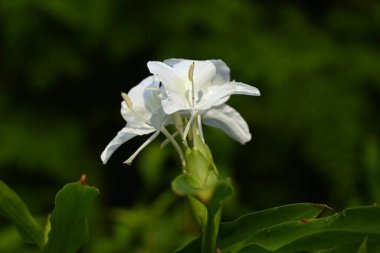 White ginger lily ( Hedychium coronarium ) flowers. Zingiberaceae evergreen perennial bulbous plants. clipart