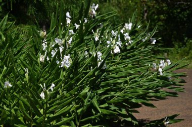 White ginger lily ( Hedychium coronarium ) flowers. Zingiberaceae evergreen perennial bulbous plants. clipart