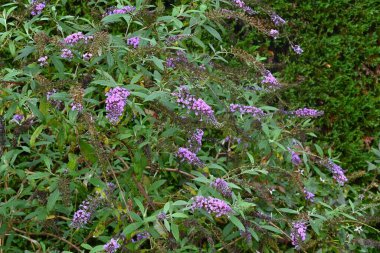 Yaz leylağı (Buddleja davidii) çiçekleri. Tropikal yaprak döken bir çalı. Buna Kelebek çalılığı denir çünkü kelebekler sık sık ondan nektar içmeye gelirler..