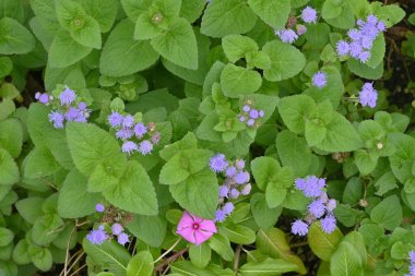 Floss flower ( Ageratum houstonianum ) flowers. Asteraceae annual tropical plants. Blue flowers bloom in corymbs from early summer to autumn. clipart