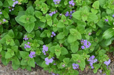 Diş ipi (Ageratum houstonianum) çiçekleri. Asteraceae yıllık tropikal bitkiler. Yazın başından sonbahara kadar mavi çiçekler çiçek açar..