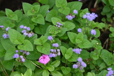 Diş ipi (Ageratum houstonianum) çiçekleri. Asteraceae yıllık tropikal bitkiler. Yazın başından sonbahara kadar mavi çiçekler çiçek açar..