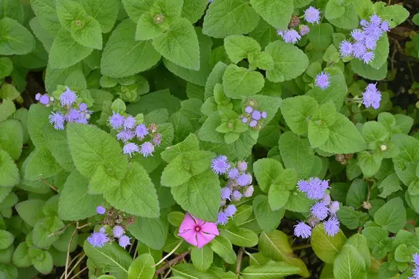 Diş ipi (Ageratum houstonianum) çiçekleri. Asteraceae yıllık tropikal bitkiler. Yazın başından sonbahara kadar mavi çiçekler çiçek açar..