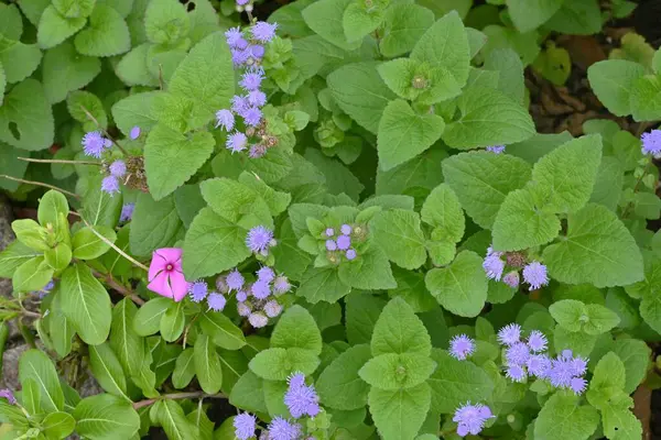 Diş ipi (Ageratum houstonianum) çiçekleri. Asteraceae yıllık tropikal bitkiler. Yazın başından sonbahara kadar mavi çiçekler çiçek açar..