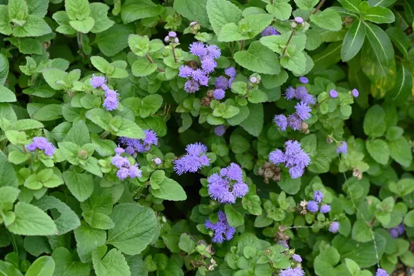 Diş ipi (Ageratum houstonianum) çiçekleri. Asteraceae yıllık tropikal bitkiler. Yazın başından sonbahara kadar mavi çiçekler çiçek açar..