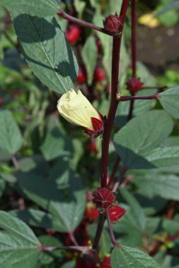 Gül çiçekleri ve meyveler. Çiçekler ve meyveler roselle çayı, reçel ve roselle likörü yapımında kullanılır. Kleopatra 'nın da bunu güzellik için kullandığı söylenir..