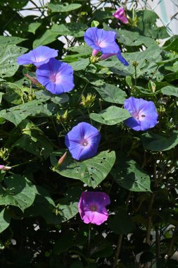  Ipomoea indica (Mavi Sabah Zaferi) çiçekleri. Uzun ömürlü sarmaşıklar. Mavi çiçekler yazın başından sonbahara kadar açar..