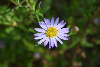 Aster microcephalus flowers. A perennial plant of the Asteraceae family endemic to Japan. Pale purple flowers bloom from August to November. clipart