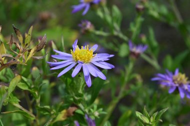 Aster mikrosefali çiçekleri. Asteraceae ailesinin Japonya 'ya özgü uzun ömürlü bir bitkisi. Soluk mor çiçekler ağustostan kasıma kadar açar.