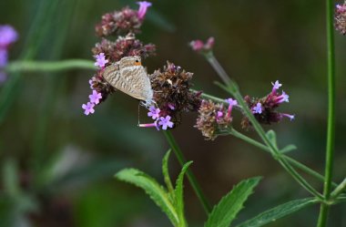  Mor üst verbena (Verbena bonariensis) çiçekleri. Güney Amerika 'ya özgü Verbenaceae ailesinin uzun ömürlü bitkisi. Küçük kırmızı-mor çiçekler yazdan sonbahara döngüler halinde açar..