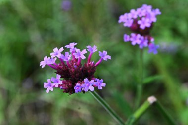  Mor üst verbena (Verbena bonariensis) çiçekleri. Güney Amerika 'ya özgü Verbenaceae ailesinin uzun ömürlü bitkisi. Küçük kırmızı-mor çiçekler yazdan sonbahara döngüler halinde açar..