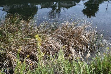  Broadleaf cattail (Typha latifolia). Typhaceae perenniaru bitkileri. Sonbaharda pamuk gibi dikenler kırılır ve rüzgâr tarafından savrulur..