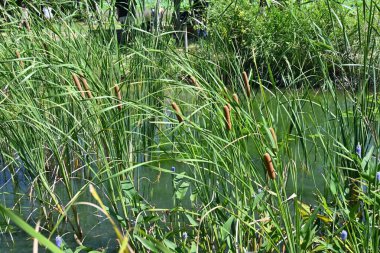  Broadleaf cattail (Typha latifolia). Typhaceae perenniaru bitkileri. Sonbaharda pamuk gibi dikenler kırılır ve rüzgâr tarafından savrulur..