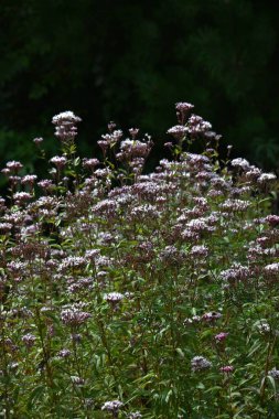 Thoroughwort (Eupatorium japonicum) çiçeği. Asteraceae daimi bitkileri. Açık pembe, güzel kokulu çiçekler yaz sonlarından sonbahara kadar çiçek açar..