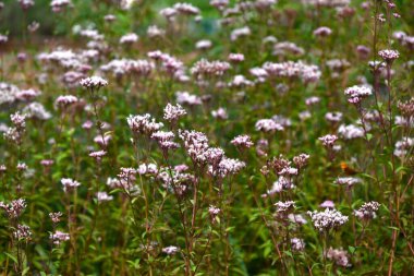 Thoroughwort (Eupatorium japonicum) çiçeği. Asteraceae daimi bitkileri. Açık pembe, güzel kokulu çiçekler yaz sonlarından sonbahara kadar çiçek açar..