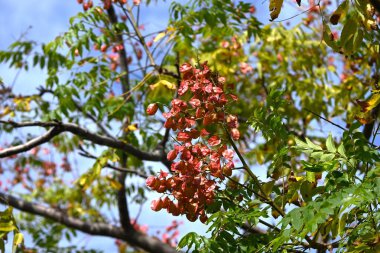 Flame gold rain tree (Koelreuteria elegans) fruits. Sapindaceae deciduous tree. Yellow flowers bloom around September and pouch-shaped capsules form around October. clipart