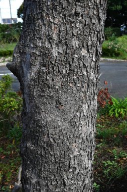 Alevli altın yağmur ağacı (Koelreuteria elegans) meyveler. Sapindaceae yapraklı ağaç. Sarı çiçekler Eylül ayı civarında açar ve keseye benzer kapsüller Ekim ayı civarında oluşur..