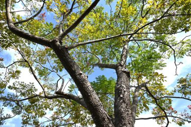 Alevli altın yağmur ağacı (Koelreuteria elegans) meyveler. Sapindaceae yapraklı ağaç. Sarı çiçekler Eylül ayı civarında açar ve keseye benzer kapsüller Ekim ayı civarında oluşur..