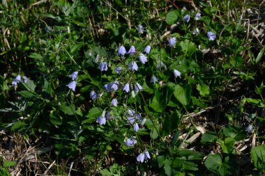 Ladybells ( Adenophora triphylla ) flowers. Campanulaceae perennial plants. Bell-shaped pale purple flowers bloom downward in autumn. Young shoots are edible. clipart