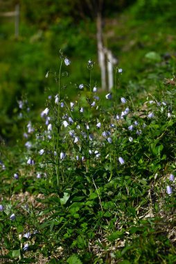 Ladybells ( Adenophora triphylla ) flowers. Campanulaceae perennial plants. Bell-shaped pale purple flowers bloom downward in autumn. Young shoots are edible. clipart