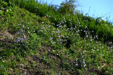 Ladybells (Adenophora triphylla) çiçekleri. Campanulaceae daimi bitkileri. Çan şeklinde soluk mor çiçekler sonbaharda aşağıya doğru açar. Genç filizler yenilebilir..