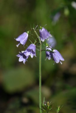 Ladybells ( Adenophora triphylla ) flowers. Campanulaceae perennial plants. Bell-shaped pale purple flowers bloom downward in autumn. Young shoots are edible. clipart