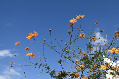 Altın Kozmos (Cosmos Sülfür) çiçekleri. Asreraceae bitkileri Meksika 'ya özgüdür. Turuncu çiçekler yazdan sonbahara kadar açar..