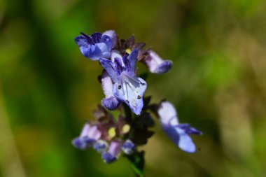 Isodon İnflexus çiçekleri. lamiaceae daimi bitkileri. Mavi-mor, dudak şeklindeki çiçekler sonbaharda açar..