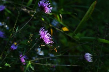 Thistle flowers and Episyrphus balteatus.Background material of insects swarming around flowers. clipart