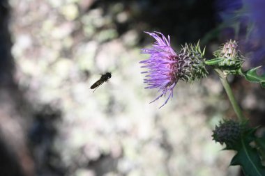 Thistle flowers and Episyrphus balteatus.Background material of insects swarming around flowers. clipart