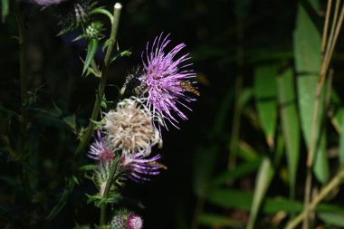 Thistle flowers and Episyrphus balteatus.Background material of insects swarming around flowers. clipart