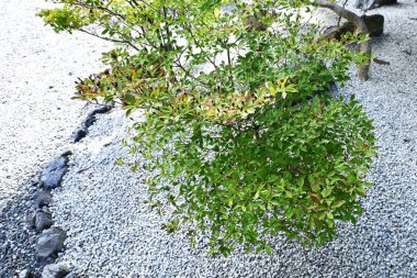  Japon enkianthus ağacı. Japonya 'da ona Dodan-tsutsuji denir. İlkbaharda çiçeklerin, yazın taze yeşilliklerin ve sonbaharda yaprakların tadını çıkarabilirsiniz..