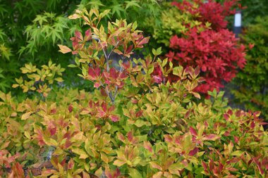  Japanese enkianthus tree. In Japan, it is called Dodan-tsutsuji. You can enjoy flowers in spring, fresh greenery in early summer, and autumn leaves in autumn. clipart