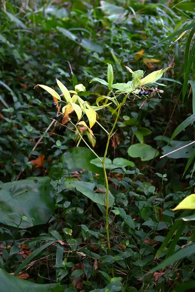 Dağınık böğürtlenler. Uzun ömürlü Colchicaceae. Zehirli bitki. Böğürtlenler sonbaharda mora döner..