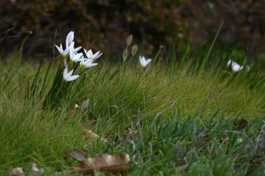 White rain lily (Zephyranthes candida) flowers. Amaryllidaceae evergreen perennial bulbous plants. They bloom with elegant white flowers from summer to fall, but are poisonous plants. clipart