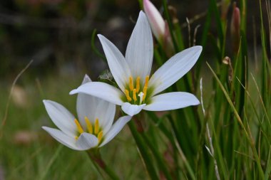 Beyaz yağmurlu zambak (Zephyranthes candida) çiçekleri. Amaryllidaceae bitkileri her zaman yeşildir. Yazdan sonbahara kadar zarif beyaz çiçeklerle açarlar, ama zehirli bitkilerdir..