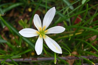 Beyaz yağmurlu zambak (Zephyranthes candida) çiçekleri. Amaryllidaceae bitkileri her zaman yeşildir. Yazdan sonbahara kadar zarif beyaz çiçeklerle açarlar, ama zehirli bitkilerdir..