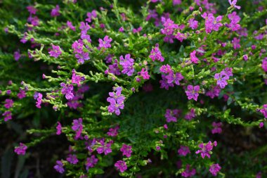 Cuphea hyssopifolia (Sahte funda) çiçekleri. Lythraceae Orta Amerika 'nın yemyeşil çalısı. Mayıs 'tan Kasım' a kadar altı yapraklı mor-kırmızı çiçekler açar.
