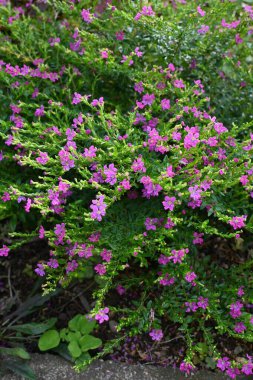 Cuphea hyssopifolia (Sahte funda) çiçekleri. Lythraceae Orta Amerika 'nın yemyeşil çalısı. Mayıs 'tan Kasım' a kadar altı yapraklı mor-kırmızı çiçekler açar.