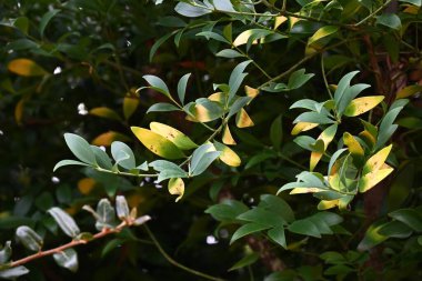 Nageia nagi (Asya Bayberry) ağacı. Japonya 'ya özgü bir Podocarpaceae ebediyen yeşil ağacı. Nadir bulunan bir jimnastik salonu. Japonya 'da, tapınak bölgelerinde genellikle kutsal bir ağaç olarak dikilir..