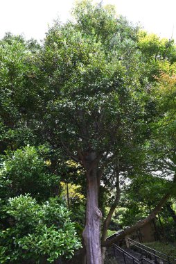 Nageia nagi (Asian bayberry) tree. A Podocarpaceae evergreen tree native to Japan. A rare dioecious gymnosperm. In Japan, it is often planted as a sacred tree in the precincts of shrines. clipart