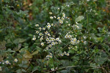  Vahşi kasımpatı çiçekleri. Asteraceae daimi bitkileri. Saf ve güzel görünüşleriyle Eylül 'den Kasım' a kadar açan tipik Japon sonbahar çiçekleri..