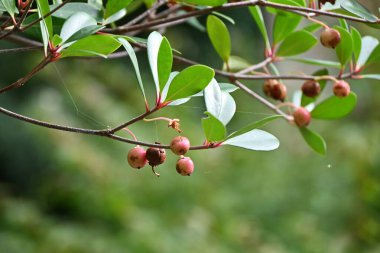  Japanese ternstroemia fruits (Capsule). Pentaphylacaceae evergreen tree. Fruits ripen in autumn and split open to reveal orange-red seeds. The king of garden trees. clipart