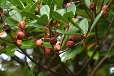  Japon ternstroemi meyveleri (kapsül). Pentaphylacaceae her zaman yeşil ağaç. Meyveler sonbaharda olgunlaşır ve portakal kırmızısı tohumları ortaya çıkarmak için ikiye ayrılır. Ağaçların kralı..