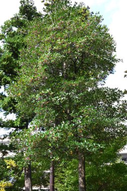  Japanese ternstroemia fruits (Capsule). Pentaphylacaceae evergreen tree. Fruits ripen in autumn and split open to reveal orange-red seeds. The king of garden trees. clipart