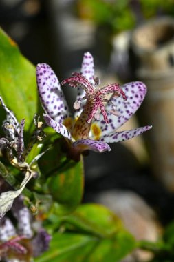 Kurbağa zambağı (Tricyrtis hirta) çiçekleri. Japonya 'ya özgü uzun ömürlü bir Liliaceae bitkisi. Mor benekli çiçekler Ağustos 'tan Ekim' e kadar açar..
