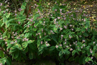 Kurbağa zambağı (Tricyrtis hirta) çiçekleri. Japonya 'ya özgü uzun ömürlü bir Liliaceae bitkisi. Mor benekli çiçekler Ağustos 'tan Ekim' e kadar açar..