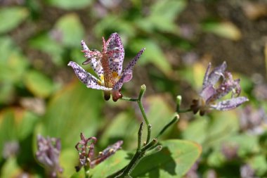 Toad lily (Tricyrtis hirta) flowers. A perennial plant of Liliaceae endemic to Japan. Purple-spotted flowers bloom upward from August to October. clipart