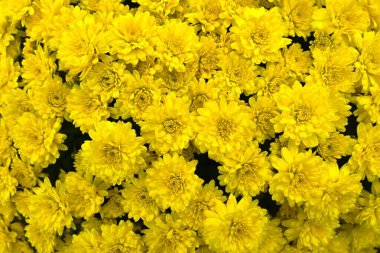 Chrysanthemum morifolium flowers. Many people enjoy the chrysanthemum flower exhibition, a seasonal feature of autumn in Japan. clipart